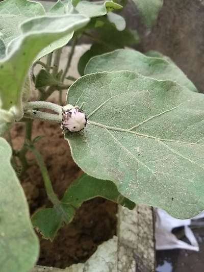 Black Citrus Aphid - Brinjal