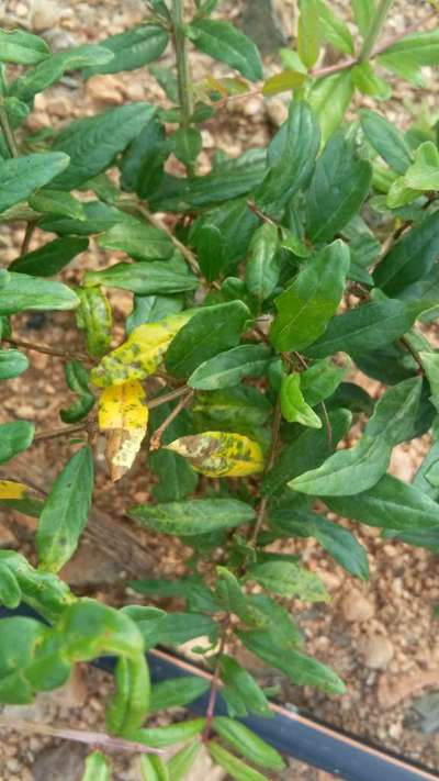 Pomegranate Stem Borer - Pomegranate