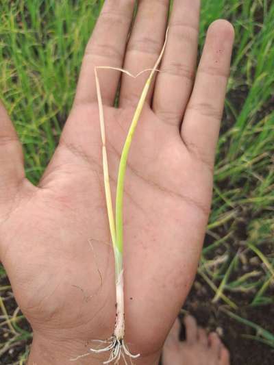 Nitrogen Deficiency - Onion