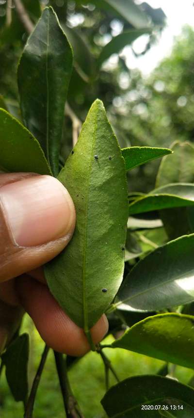 Black Citrus Aphid - Citrus