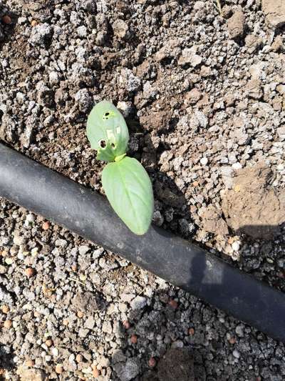 Flea Beetles - Cucumber