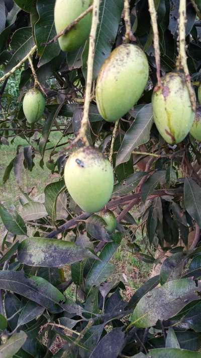 Hairy Caterpillars - Mango