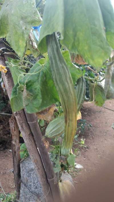 Melon Fruit Fly - Zucchini