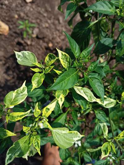 Leaf Variegation - Capsicum & Chilli