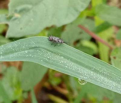 Thrips - Rice