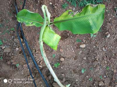 ಬೋರಾನ್ ಕೊರತೆ - ಬಾಳೆಹಣ್ಣು