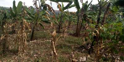 Yellow and Black Sigatoka - Banana