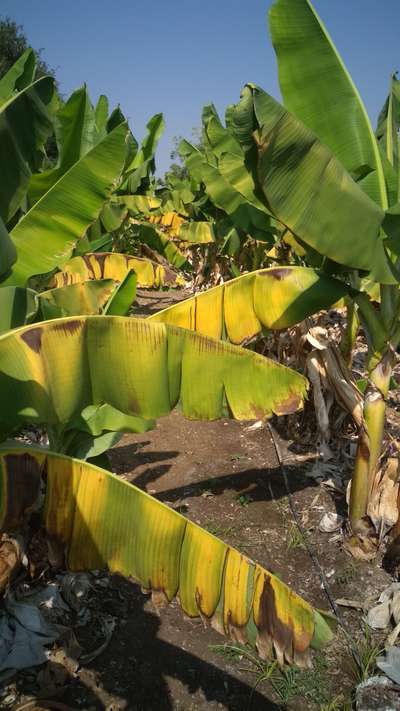 ಮೊಕೊ ರೋಗ - ಬಾಳೆಹಣ್ಣು