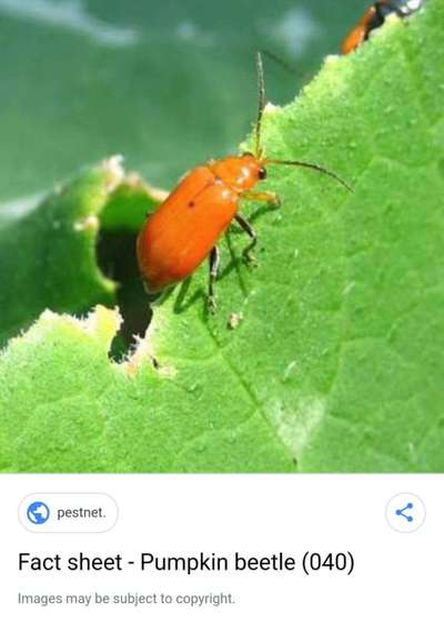 Red Pumpkin Beetle - Cucumber