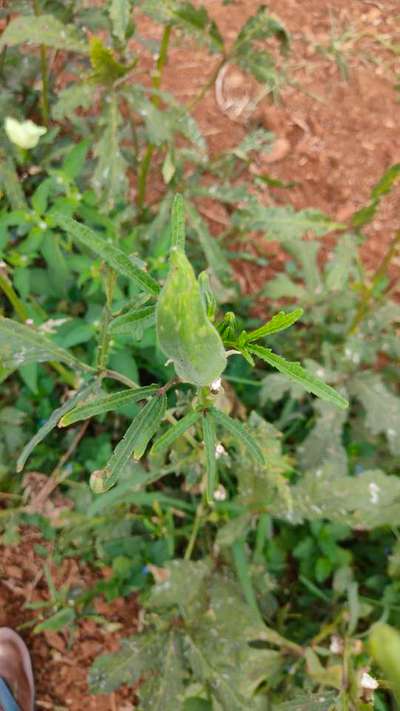 Thrips - Okra