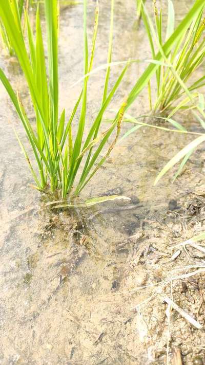 Stackburn of Rice - వరి