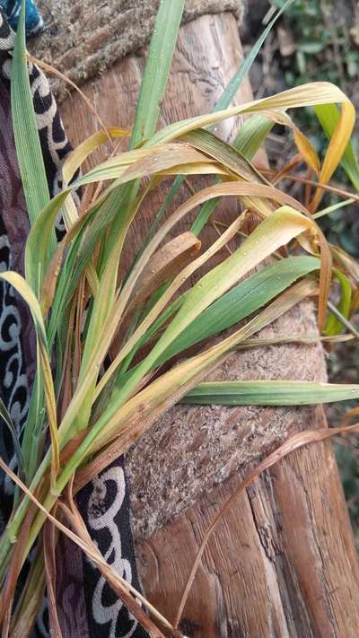 Leaf and Glume Blotch of Wheat - Wheat