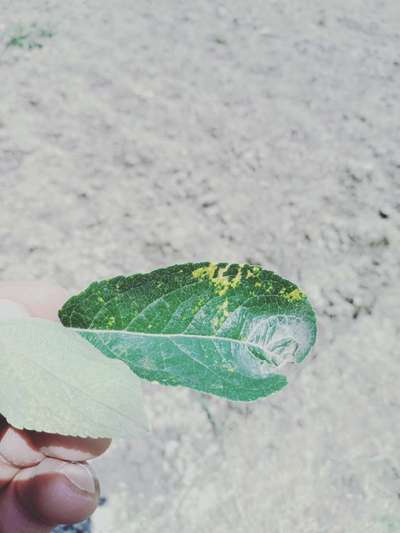 Apple Mosaic Virus - Apple