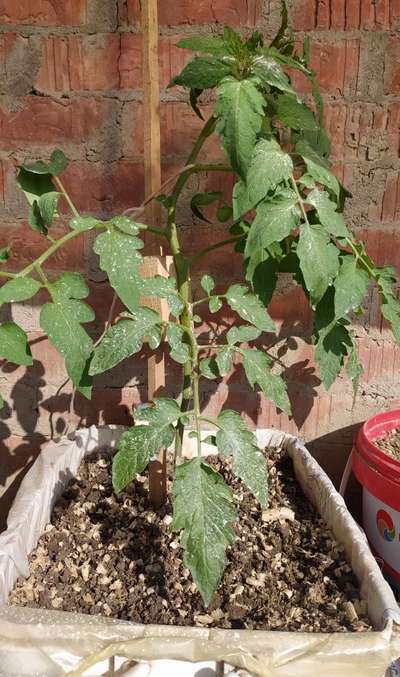 Spider Mites - Tomato