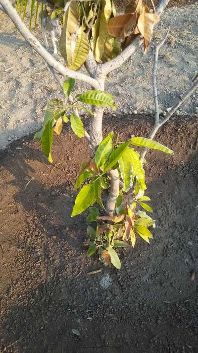 ಪೊಟ್ಯಾಸಿಯಮ್  ಕೊರತೆ - ಮಾವು