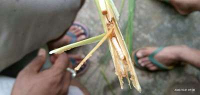 Yellow Stem Borer - Rice