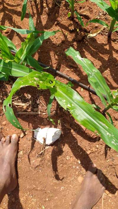 Fall Armyworm - Maize