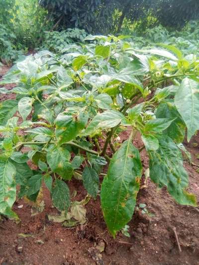 Bacterial Spot of Pepper - Capsicum & Chilli