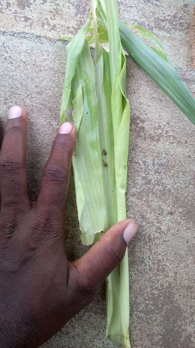 Spotted Stemborer - Sorghum