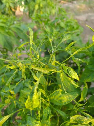 Herbicide Growth Damage - Capsicum & Chilli