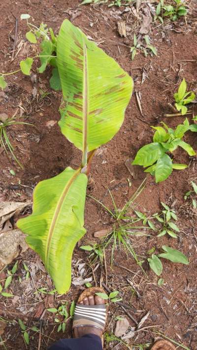 Nitrogen Deficiency - Banana