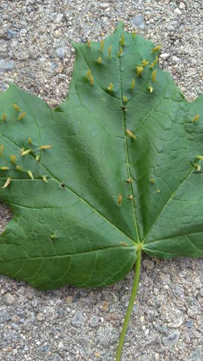 Grape Blister Mite - Grape