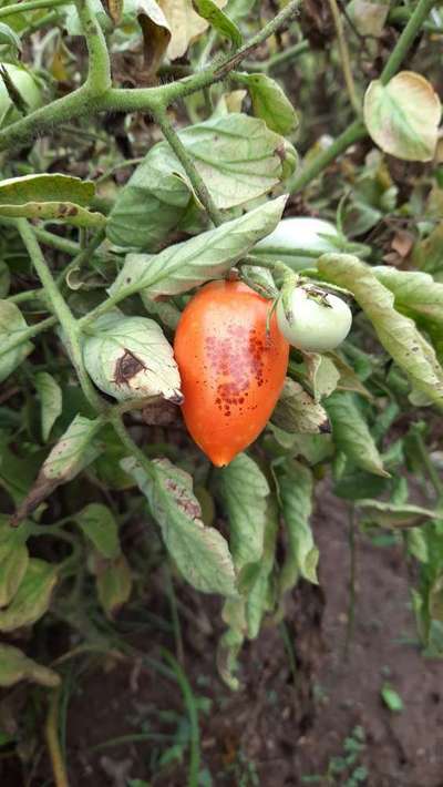 Bacterial Spot and Speck of Tomato - Tomato