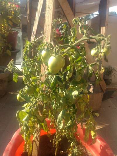 Verticillium Wilt - Tomato