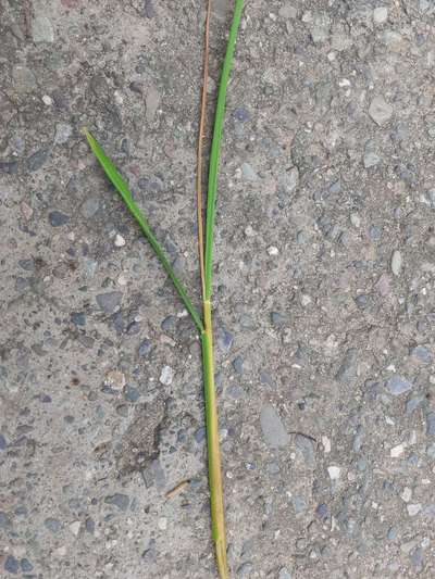 Yellow Stem Borer - Rice