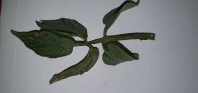 Septoria Leaf Spot - Tomato