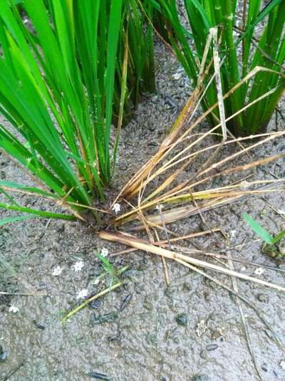 Stem Rot of Rice - Rice