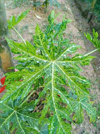 পেঁপের মোজাইক ভাইরাস রোগ - পেঁপে
