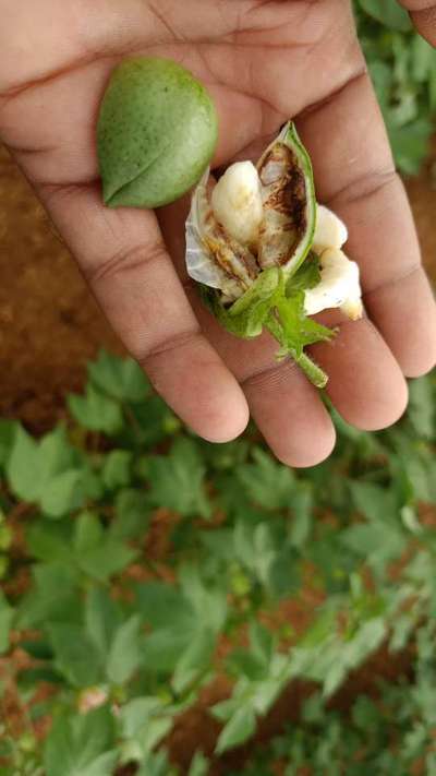 Pink Bollworm - Cotton