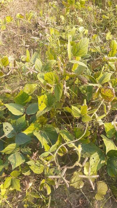 Flea Beetles - Black & Green Gram