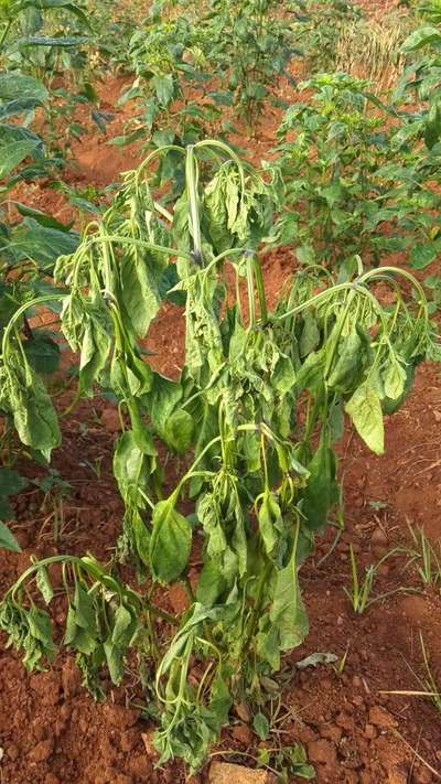 Bacterial Wilt - Capsicum & Chilli