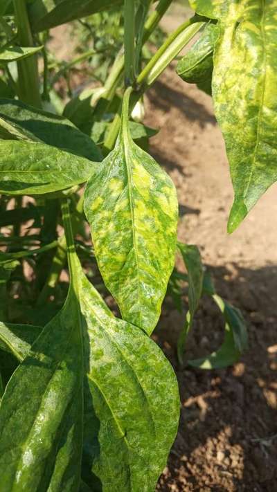 Cucumber Mosaic Virus of Pepper - Capsicum & Chilli