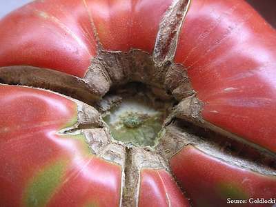 Tomato Zippering - Tomato