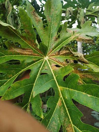 Potassium Deficiency - Papaya