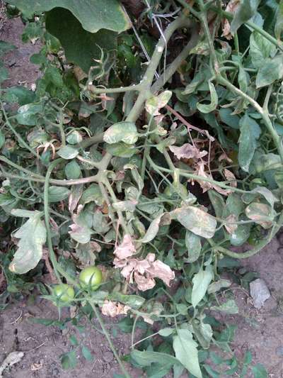 Leaf Miner Flies - Tomato