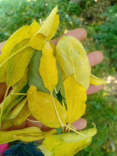 Nitrogen Deficiency - Apple