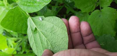 Tobacco Caterpillar - Soybean