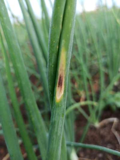 Purple Blotch of Onion - Onion