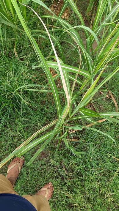 Early Shoot Borer - Sugarcane