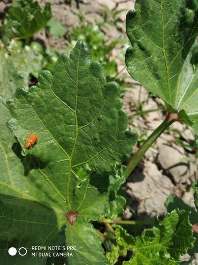 Red Pumpkin Beetle - Okra