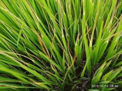 Leaf Scald of Rice - Rice