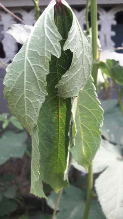 okra leaf