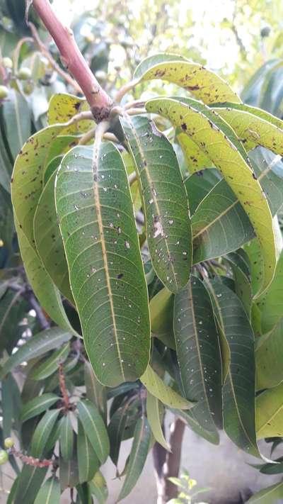 Bacterial Black Spot of Mango - Mango