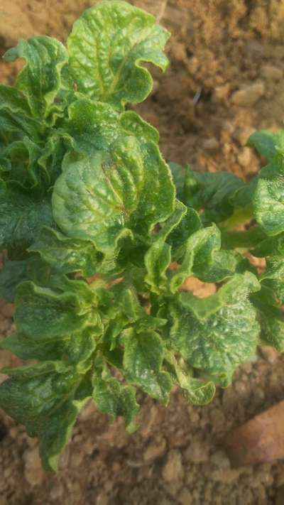 Spider Mites - Potato