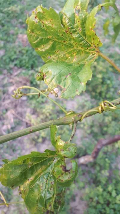 Anthracnose of Grape - Grape