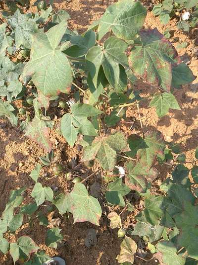 Leaf Reddening of Cotton - Cotton